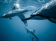 开云Kaiyun官网入口-邵化谦:重罚过后CBA从此变干净?